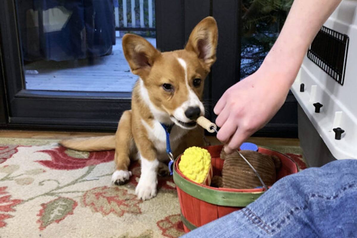 Joey at his furever.