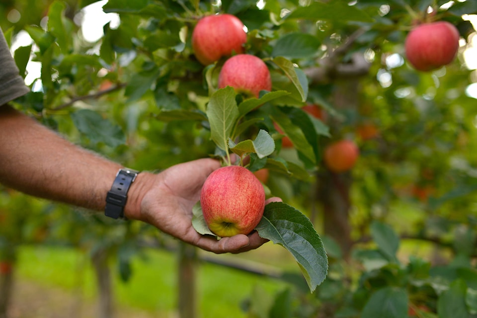 24919194_web1_Apple_Stock_McLachlanP_New2020September_PGM_1068