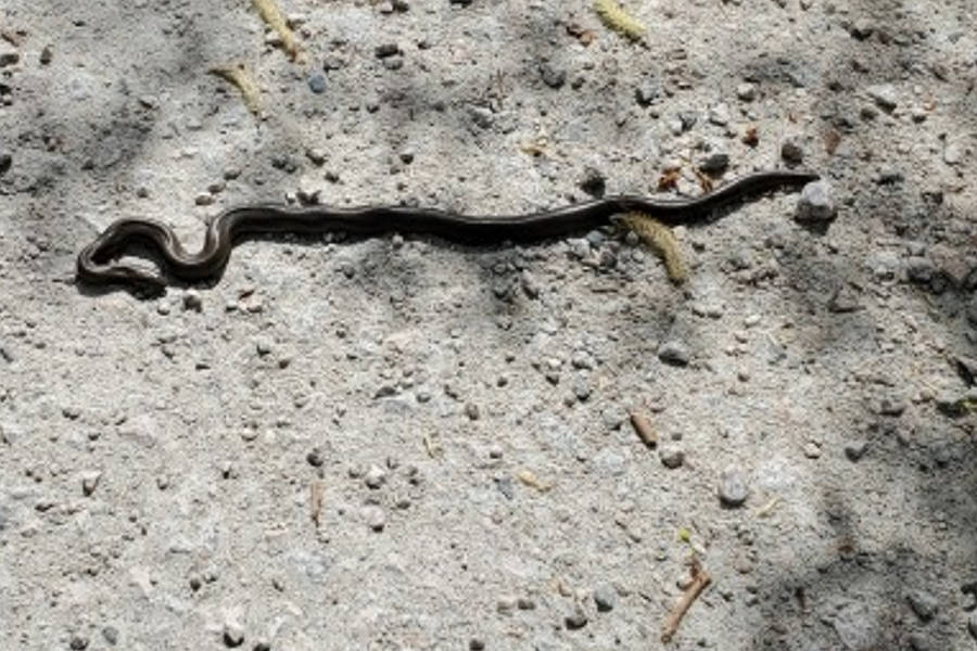 Snakes on a (Okanagan) rail trail Kelowna Capital News