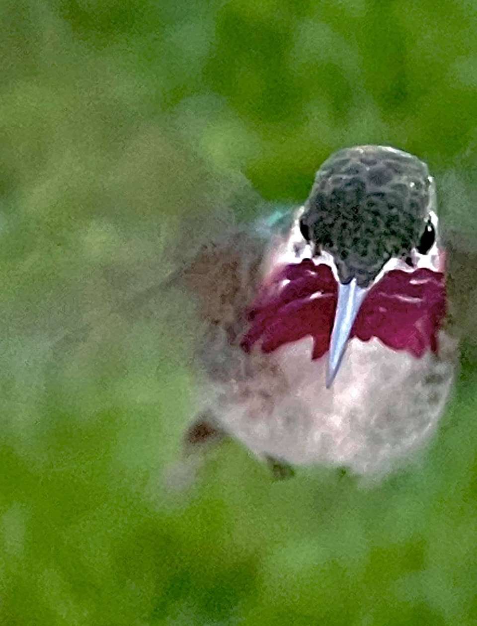 25069988_web1_210513-VMS-hummingbirds-feeders_2