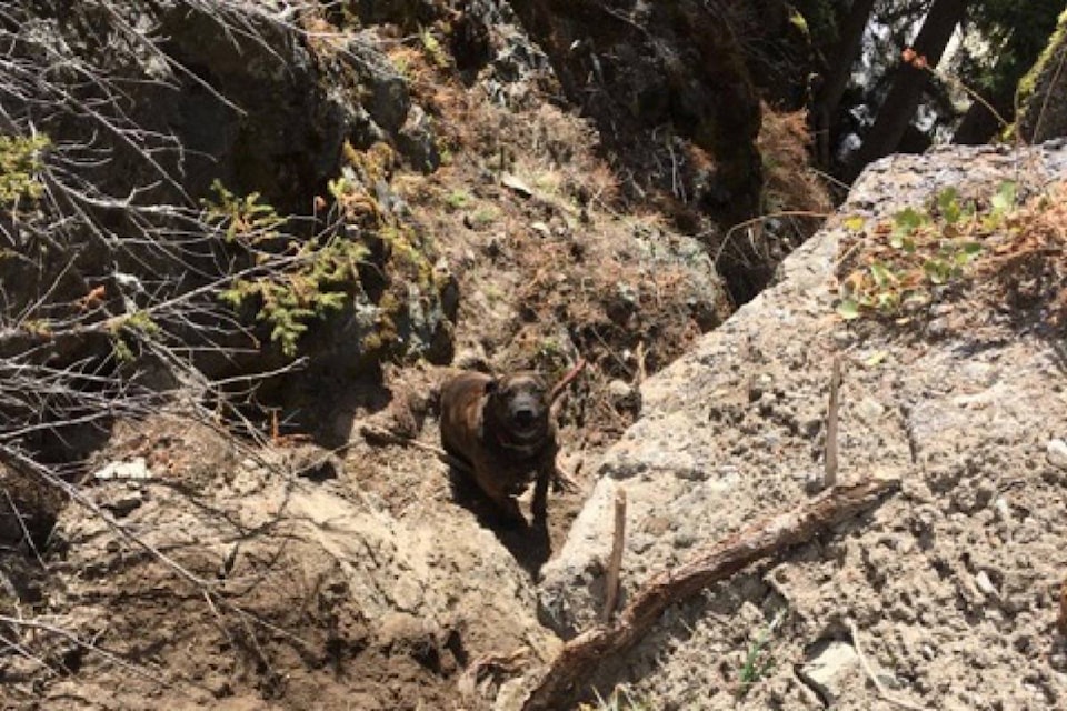 Chevy stranded on a ledge above a rocky canyon at Mimi Falls near Logan Lake, April 28, 2021. (Photo credit: Margot Wikjord)