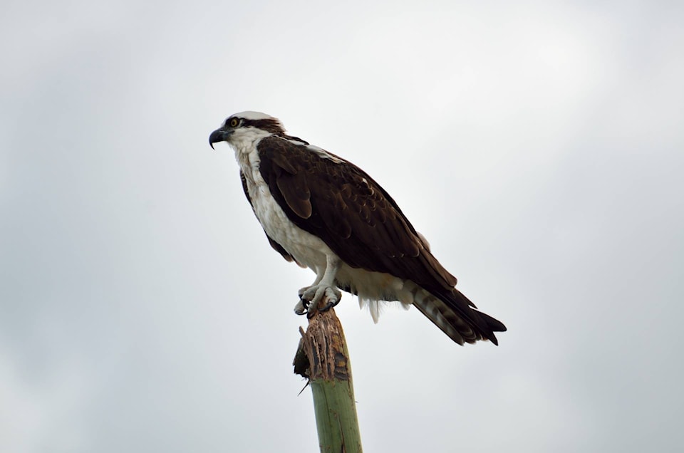 25159312_web1_Osprey-IWK-191105_1