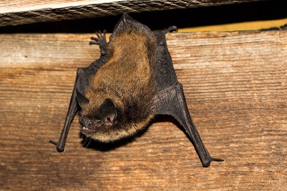 25356043_web1_210610-SUM-Bats-BATS_1
