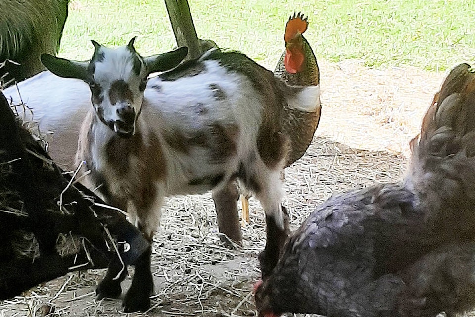 25393747_web1_210603-MRN-RO-goats1