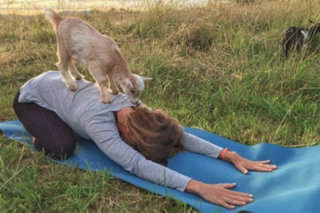 25408188_web1_210610-VMS-yoga-goats-GOATS_2