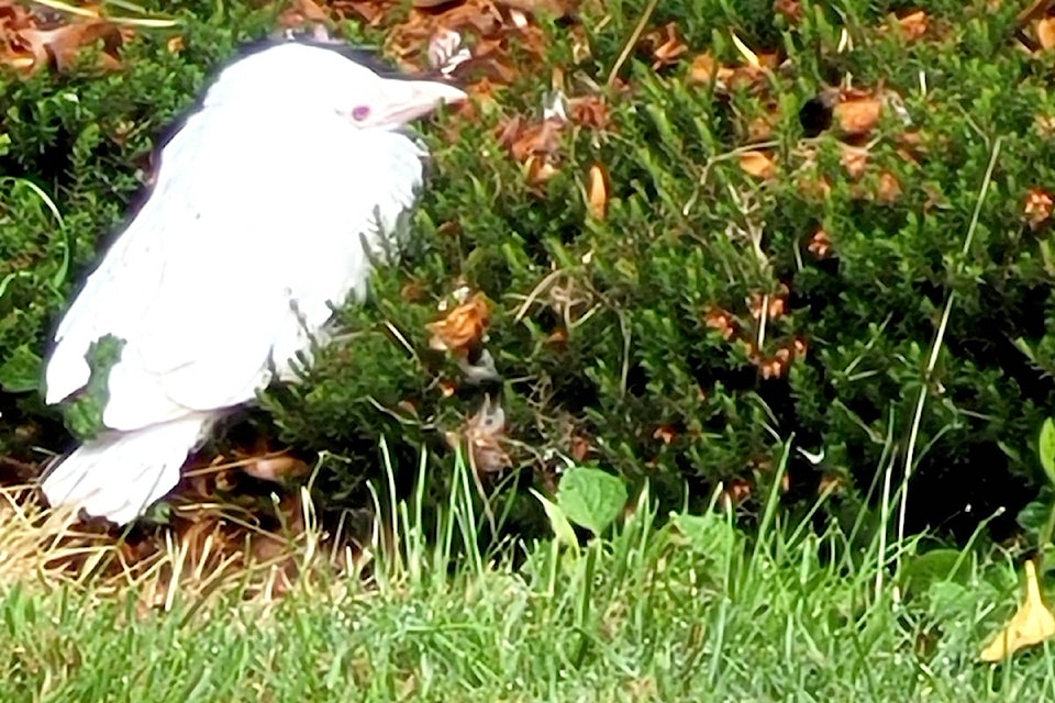 25442766_web1_210608-ALT-RU-Albino-crow-crow_2