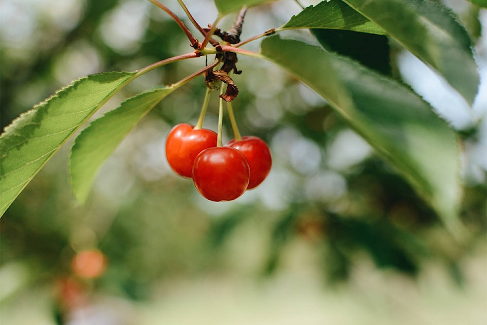 ‘Desperate’ need for workers at Okanagan cherry farms Kelowna Capital