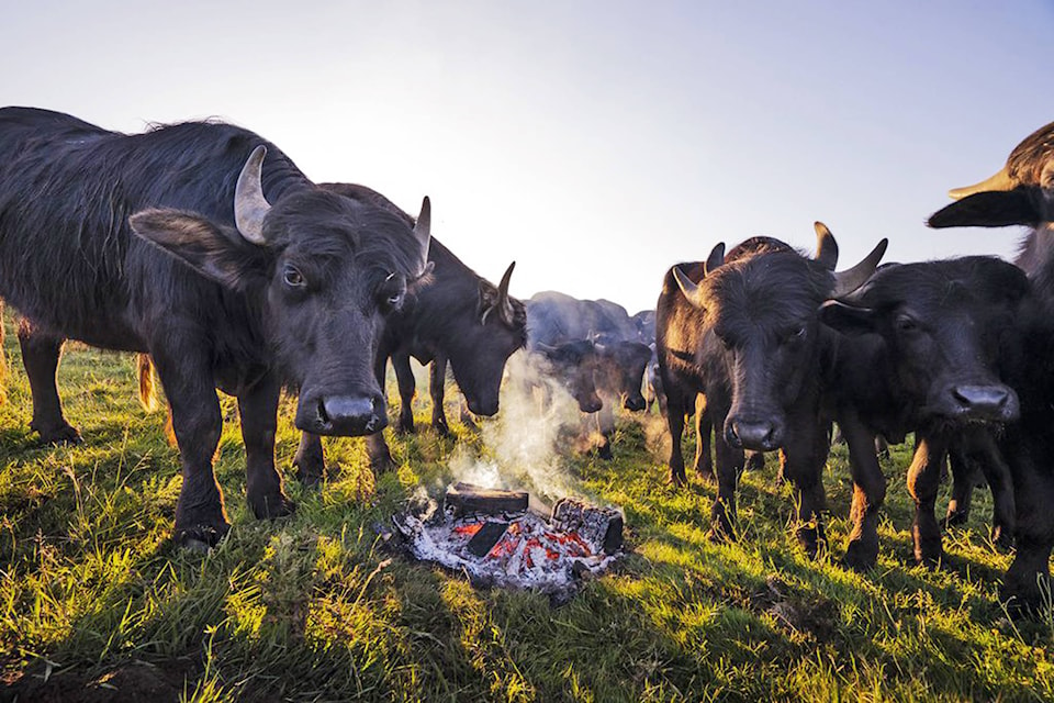 25660873_web1_210630-SAA-Reverent-Acres-waterbuffalo_2