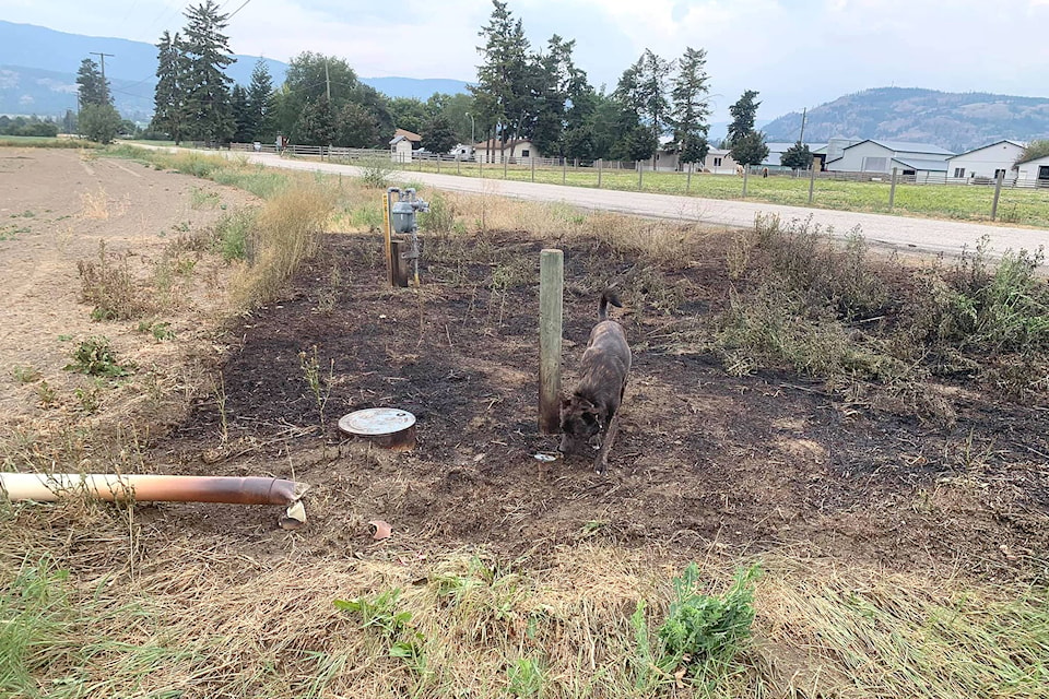 Rex sniffs around the remains of grass fire sparked in Armstrong July 7, suspected to be caused by someone driving by and discarding a cigarette butt. (Clint Attfield photo)