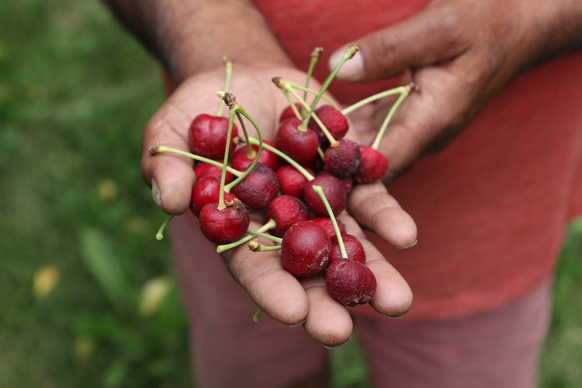 Gill holds cherries from his crop that were damaged from the recent heat dome. (Aaron Hemens/Capital News)
