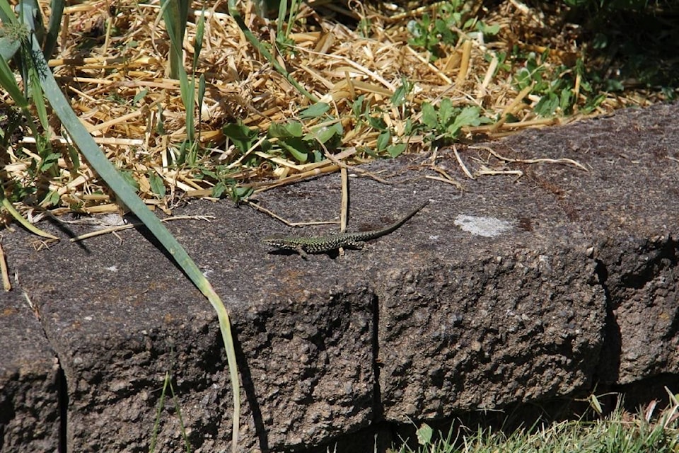 A common wall lizard scrambles across a concrete wall in a Saanich yard. July 15, 2021 (Christine van Reeuwyk/News Staff)