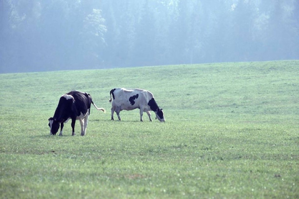 26002187_web1_20210730-BPD21-cows-graze-bcg