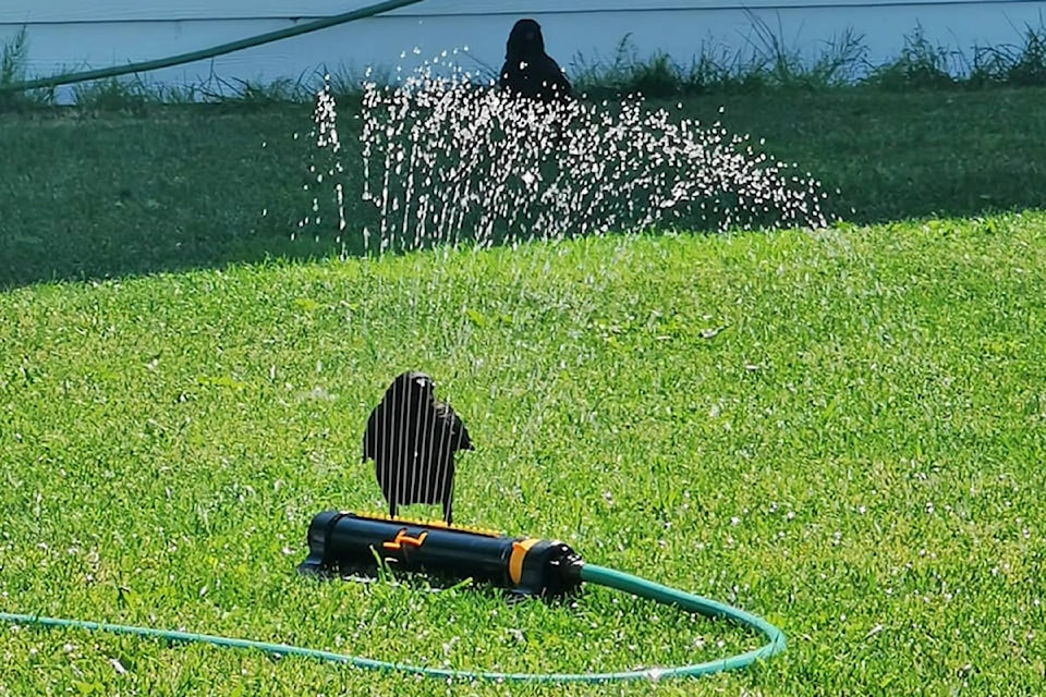 26068068_web1_210630-OEB-CrowsCoolingOff-crow-sprinklers_1