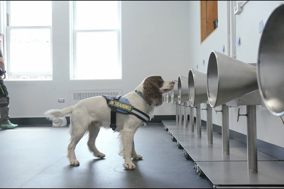 Yoki, COVID-19 detection dog, with Vancouver Coastal Health. (VCH handout)