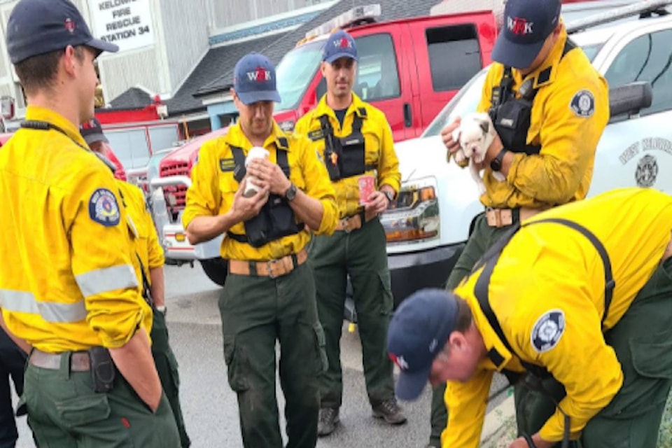 Firefighters cuddle puppies in West Kelowna. (Facebook)
