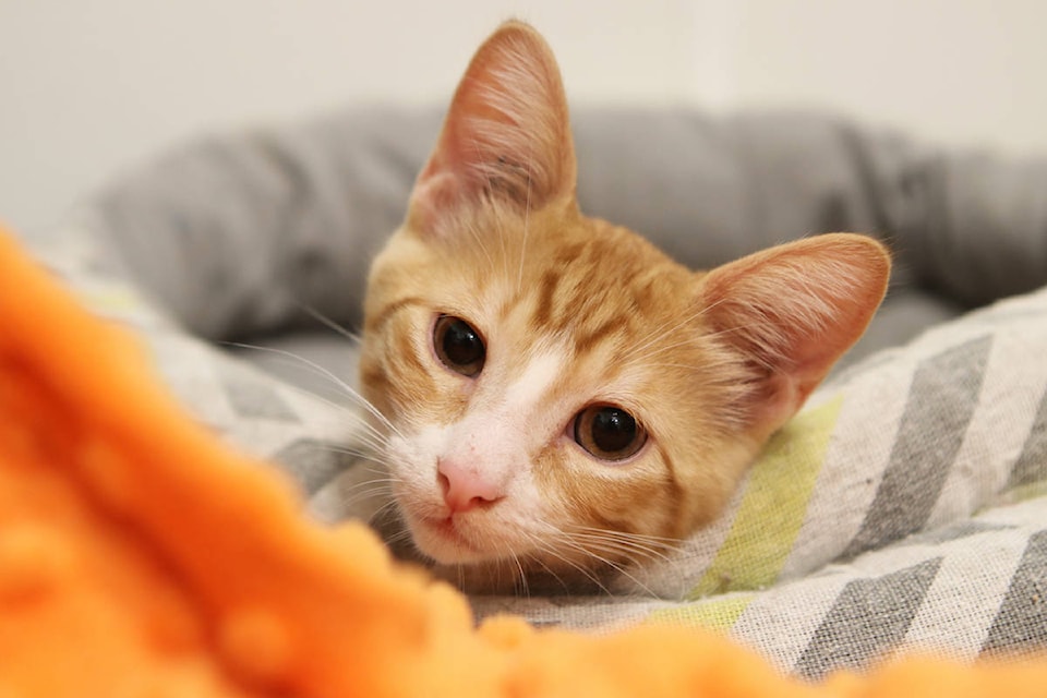 A kitten up for adoption at the launch of Kelowna’s new AlleyCats Alliance adoption centre on Aug. 21. (Aaron Hemens/Capital News)