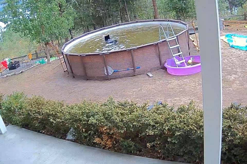 A bear went for a dip in a Westshore Estates pool while the occupants were evacuated Aug. 31. (Joshua Tanzola photo)