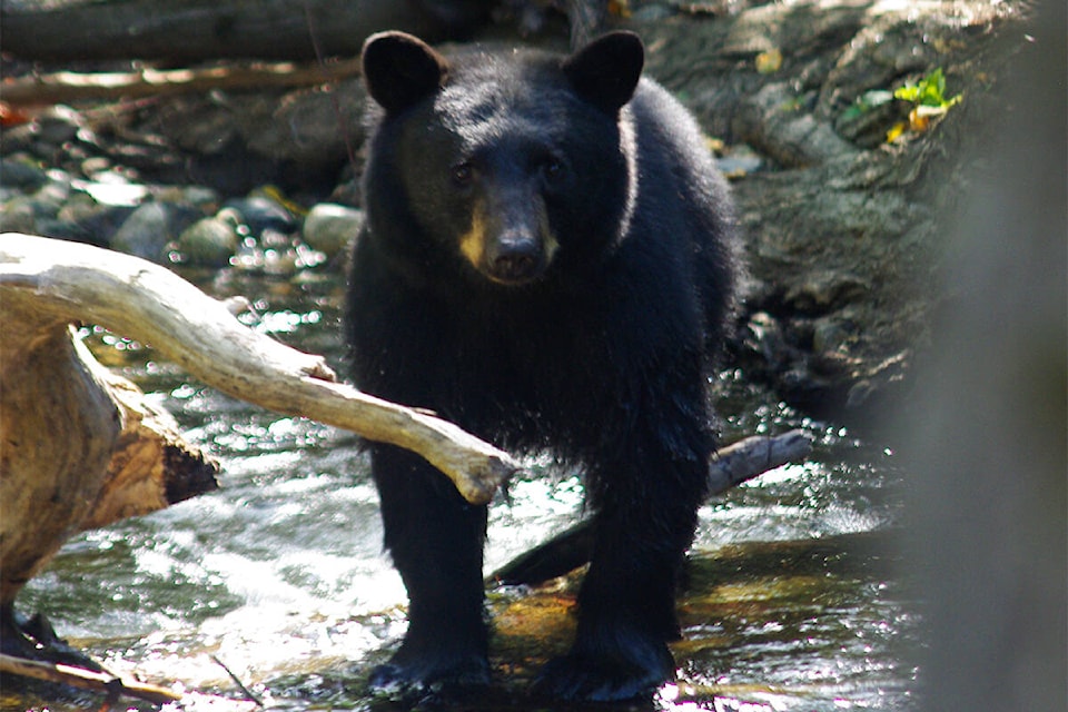 26450447_web1_210916-KCN-bearwatch-parks_1