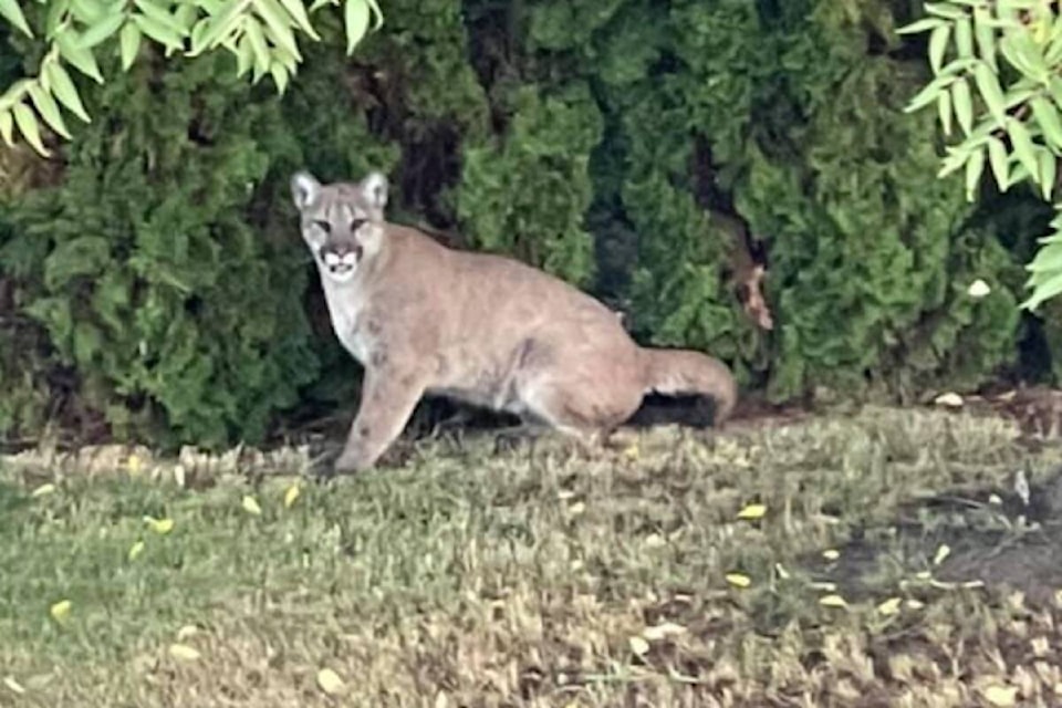 26688406_web1_211007-KCN-Cougar-spotted_1