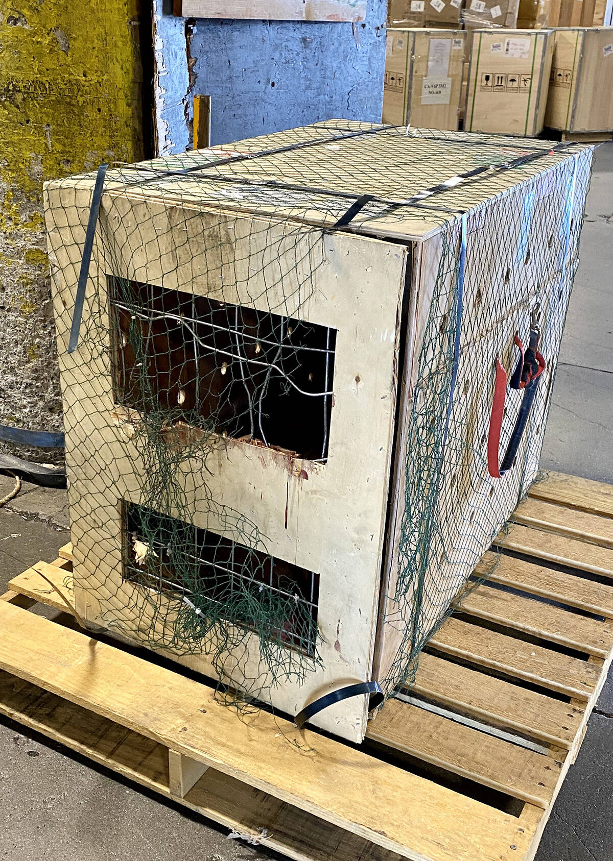 Mavericks crate was badly damaged from him trying to escape during the flight. (Submitted photo)