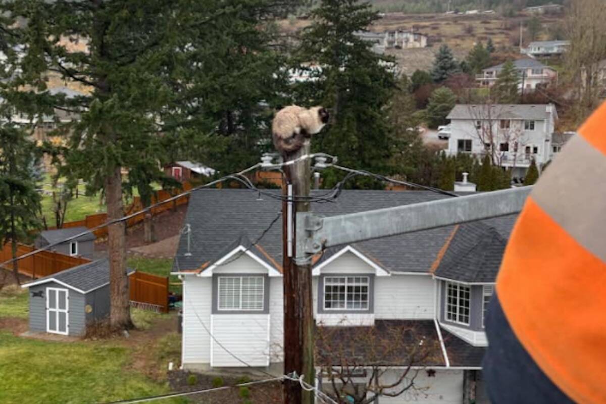 Boots stuck up pole. (Don Wilson/ Facebook)