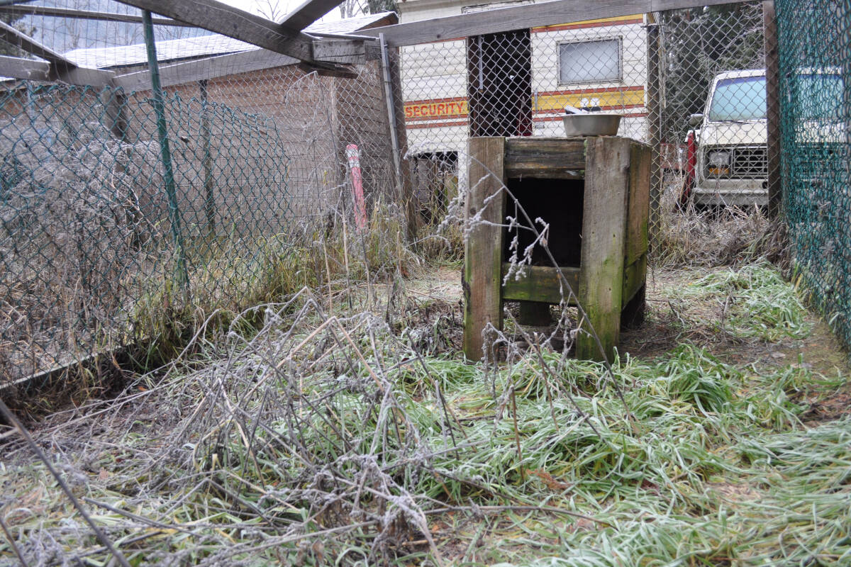 Overgrowth is slowly taking over the empty doghouses still standing on the Magaw property. Photo: Tyler Harper