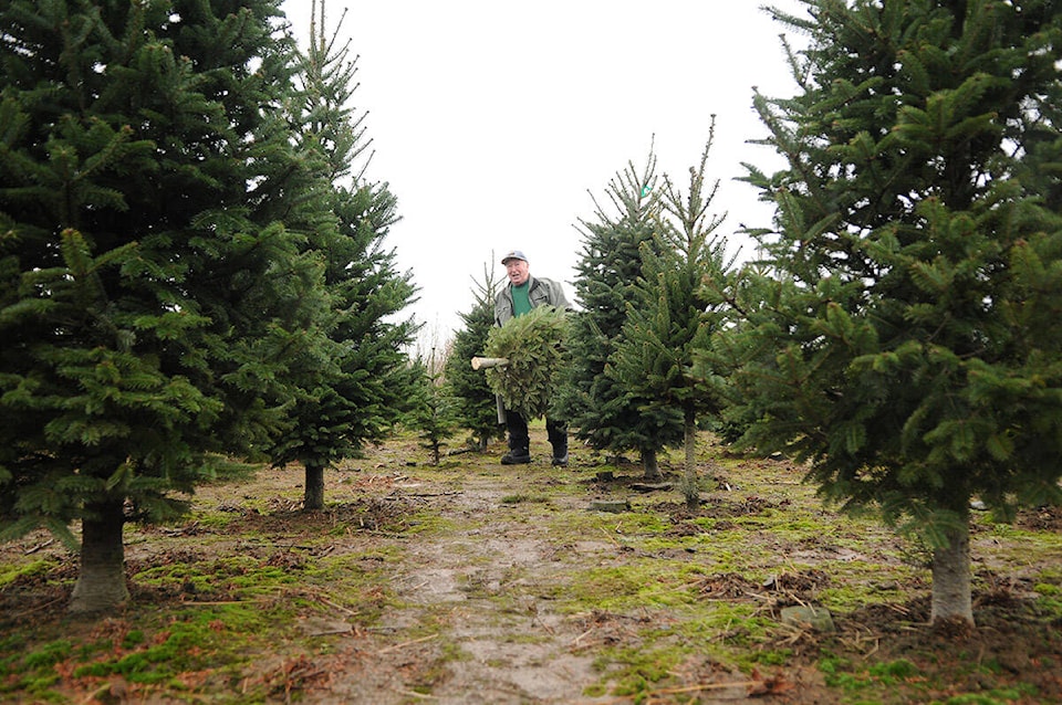 27571311_web1_ChristmasTreeHunt1.1216