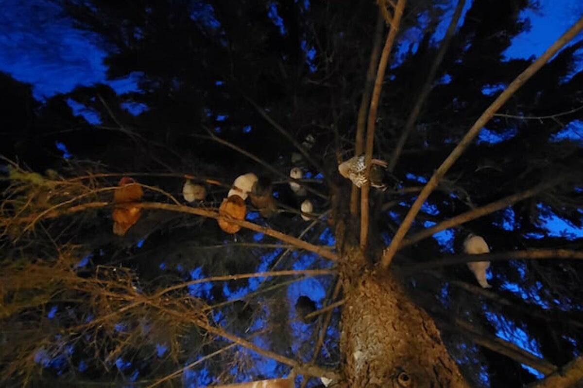 Chickens up in a tree on their favourite natural perches (Mick Giroux)