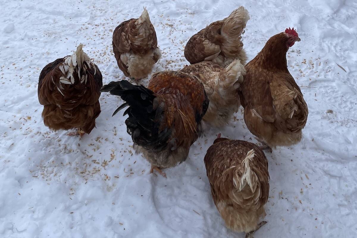 Rent the Chicken hens and roosters in the snow (Marie McGivern)