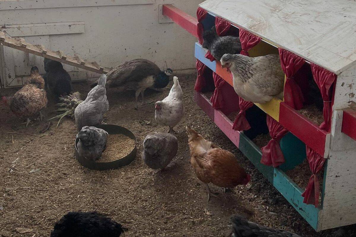 Hens cozy in their cubbies at Cluckingham Palace in Prichard, B.C. (Heather Blomgren)
