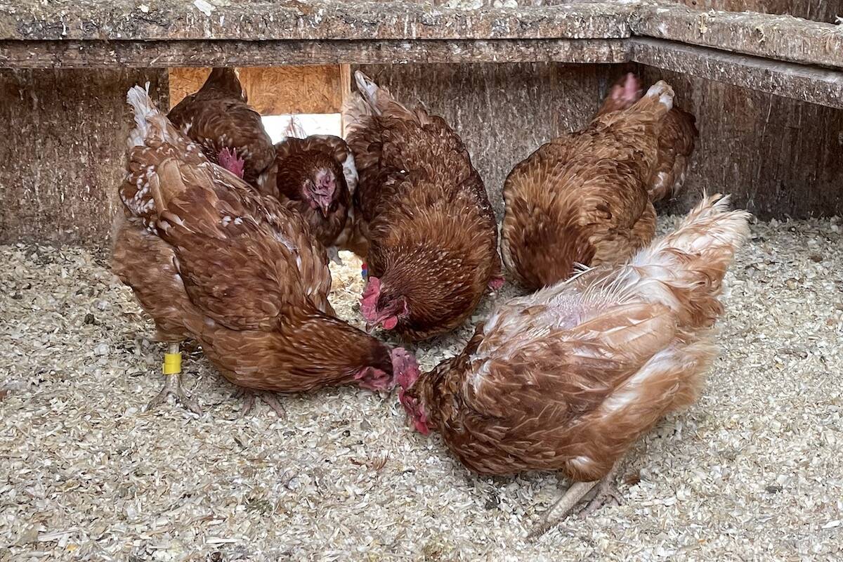 Rent the Chicken hens and roosters cozy while overwintering (Marie McGivern)