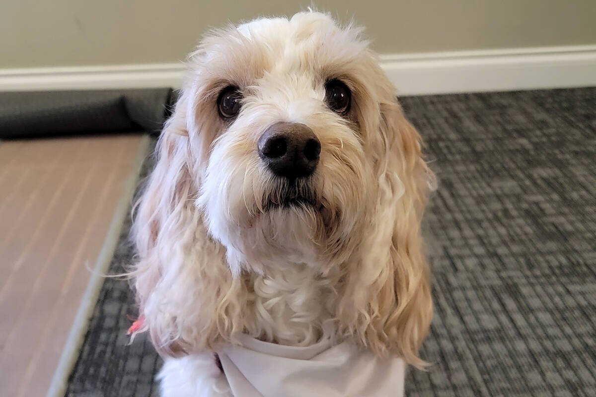 St. John Ambulance therapy dog Cooper (Photo/St. John Ambulance)