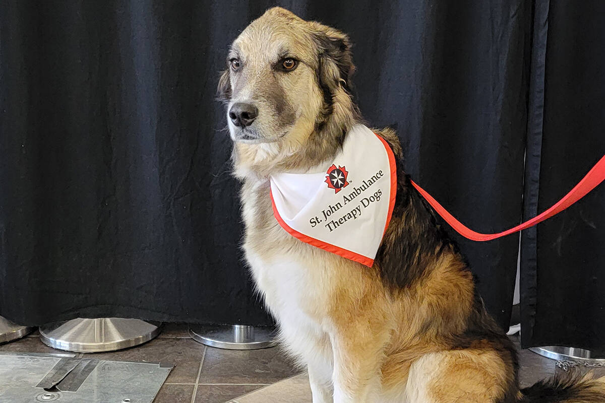 St. John Ambulance therapy dog Boomer (Photo/St. John Ambulance)