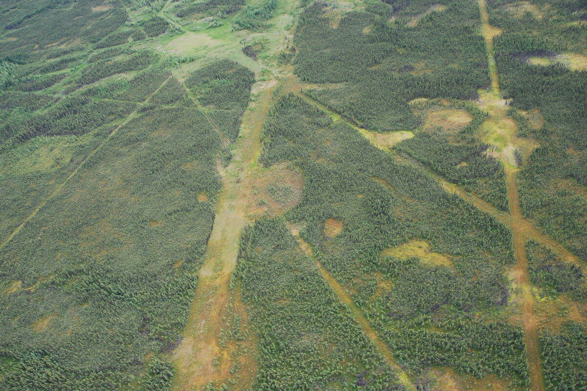 Logging and mining creates 'highways' that wolves use to hunt caribou (Craig DeMars)