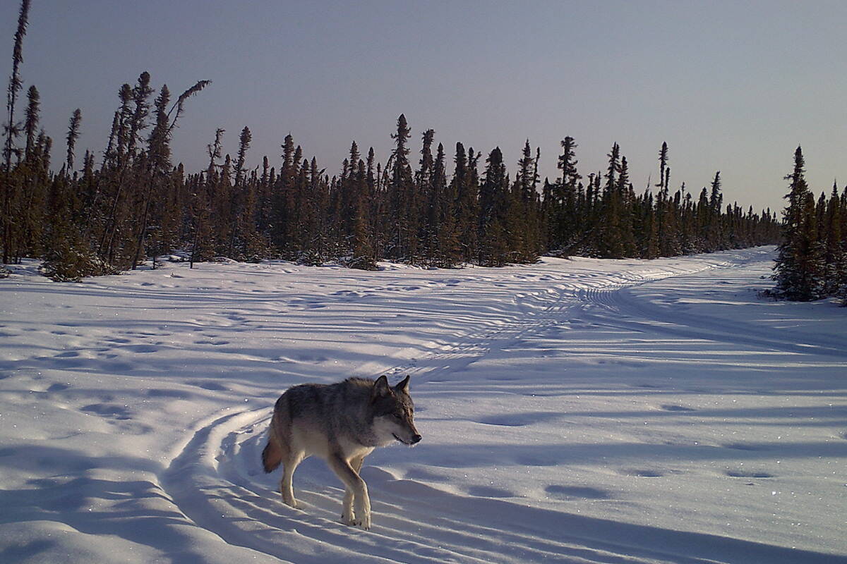 Logging and mining creates 聭highways聮 that wolves use to hunt caribou (Craig DeMars)Wolf on a snowmobile track (Caribou Monitoring Unit)