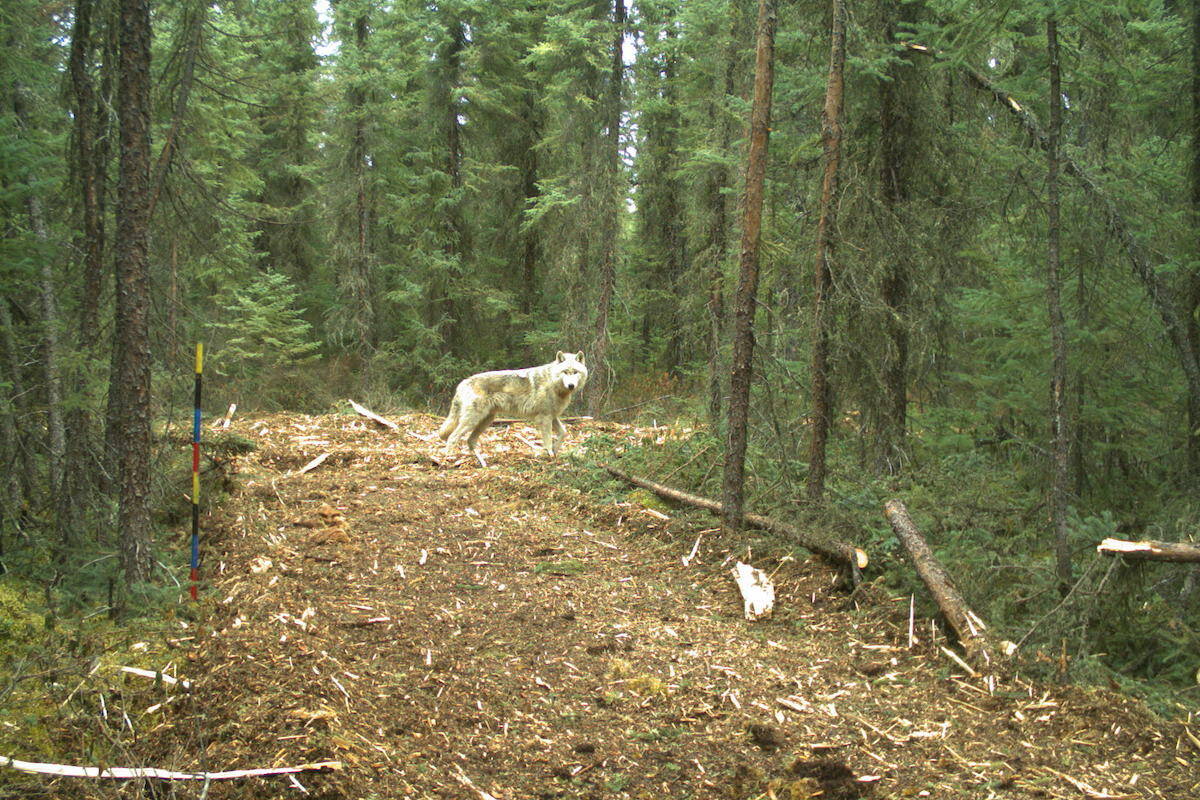 Wolf in a forest clearing (Caribou Monitoring Unit)