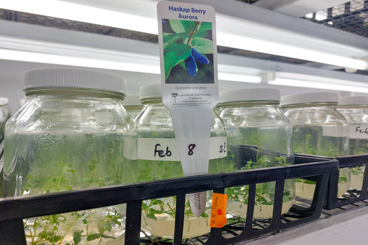 Haskap berries growing from tissue cultures in jars (Jacqueline Gelineau/Capital News)