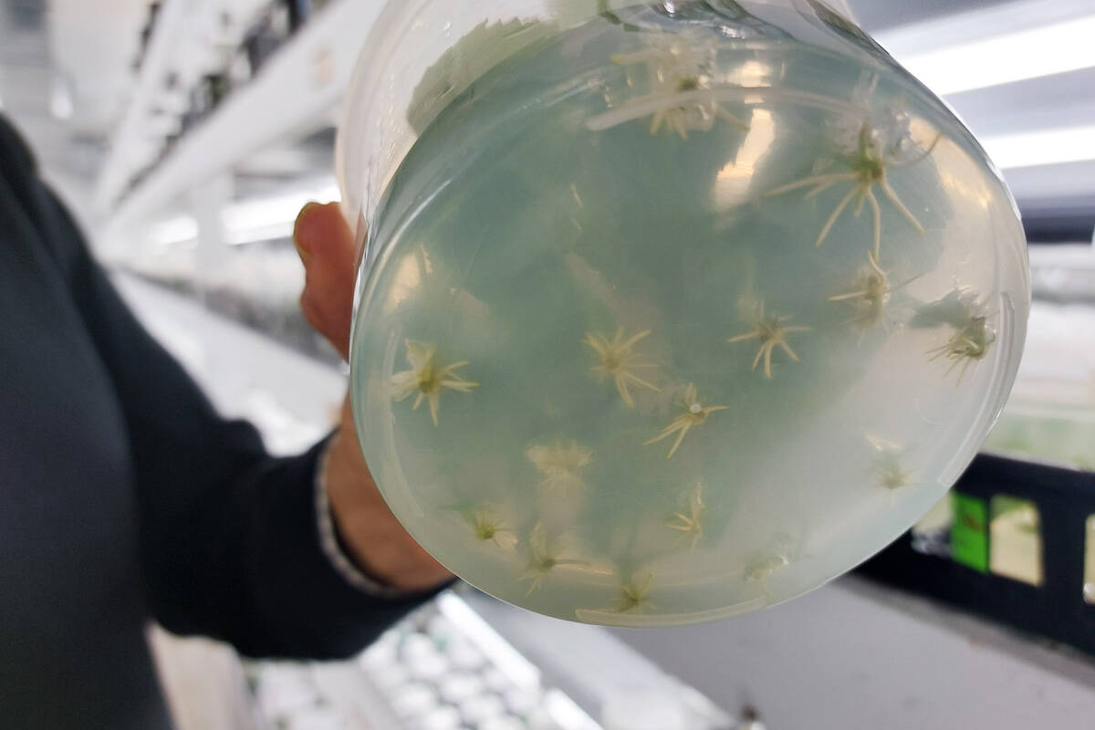 Roots growing from tissue cultures in grow-media (Jacqueline Gelineau/Capital News)