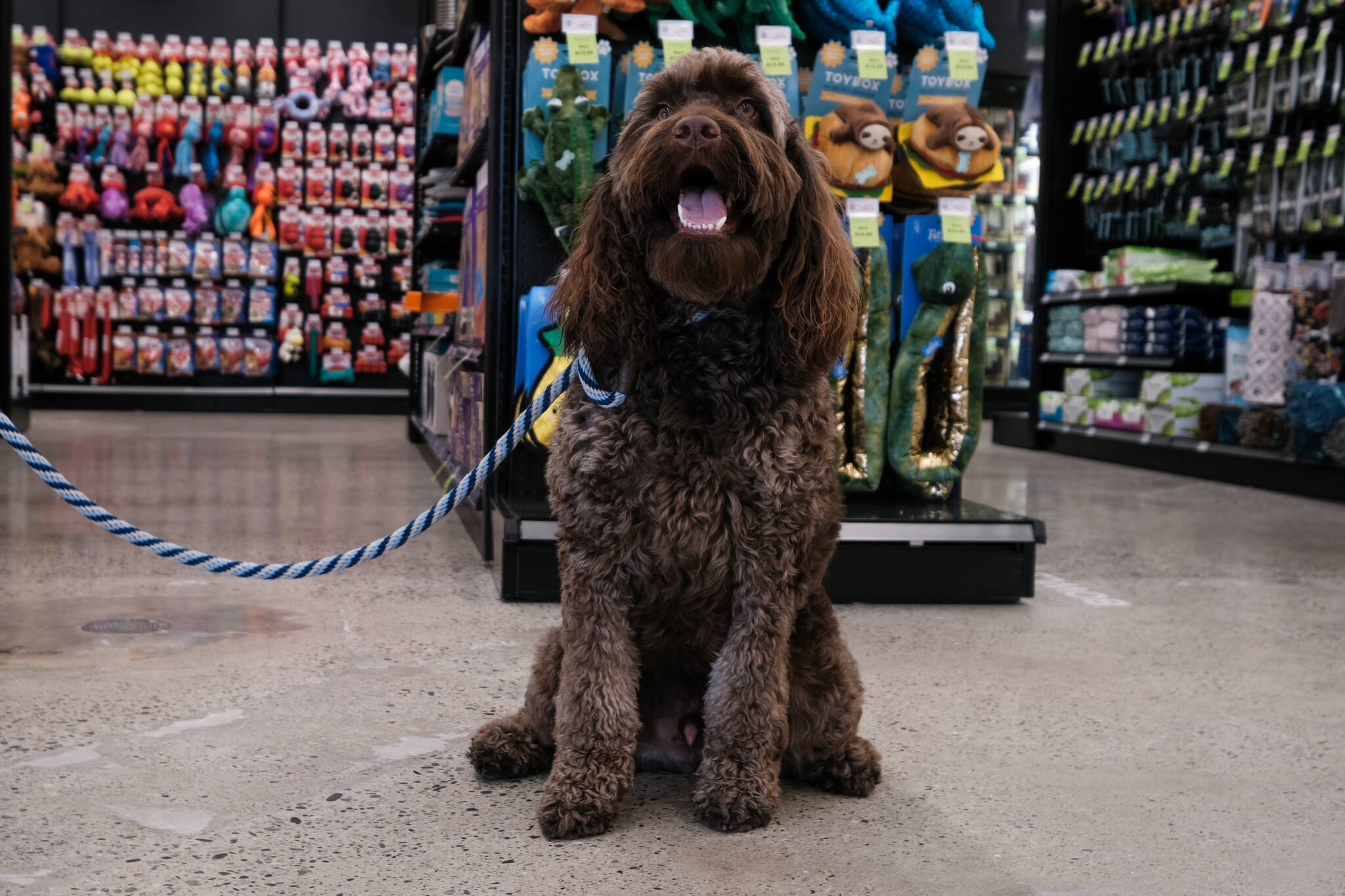 Riley got a new frisbee today (Jacqueline Gelineau/Capital News)