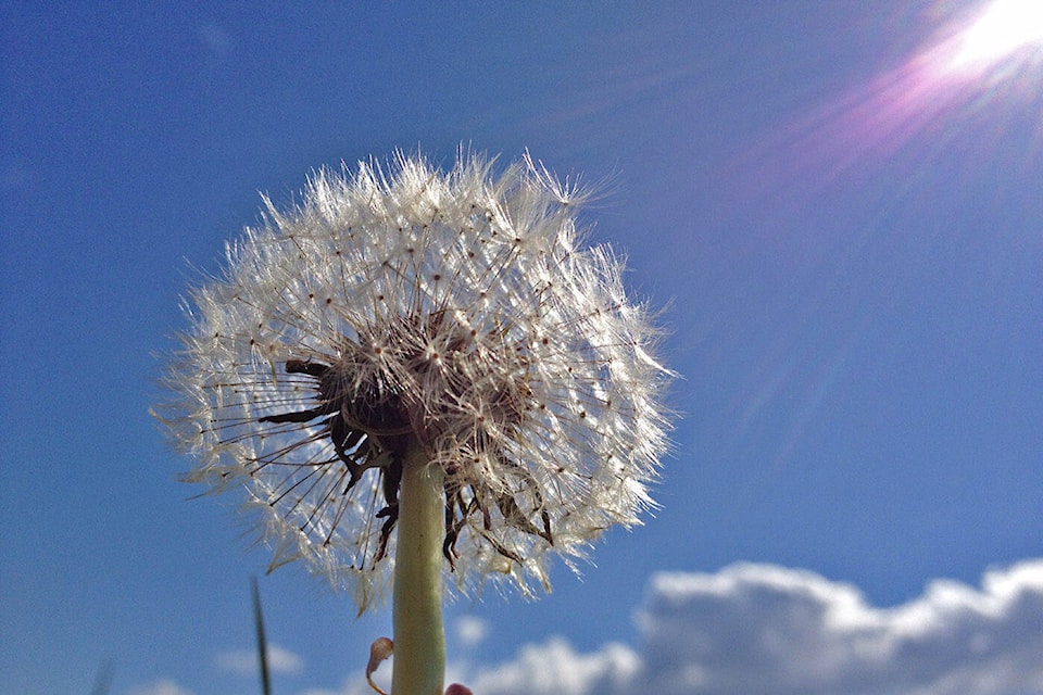 28585332_web1_220325-CPL-Unofficial-holidays-March27toApril2-Dandelion_1