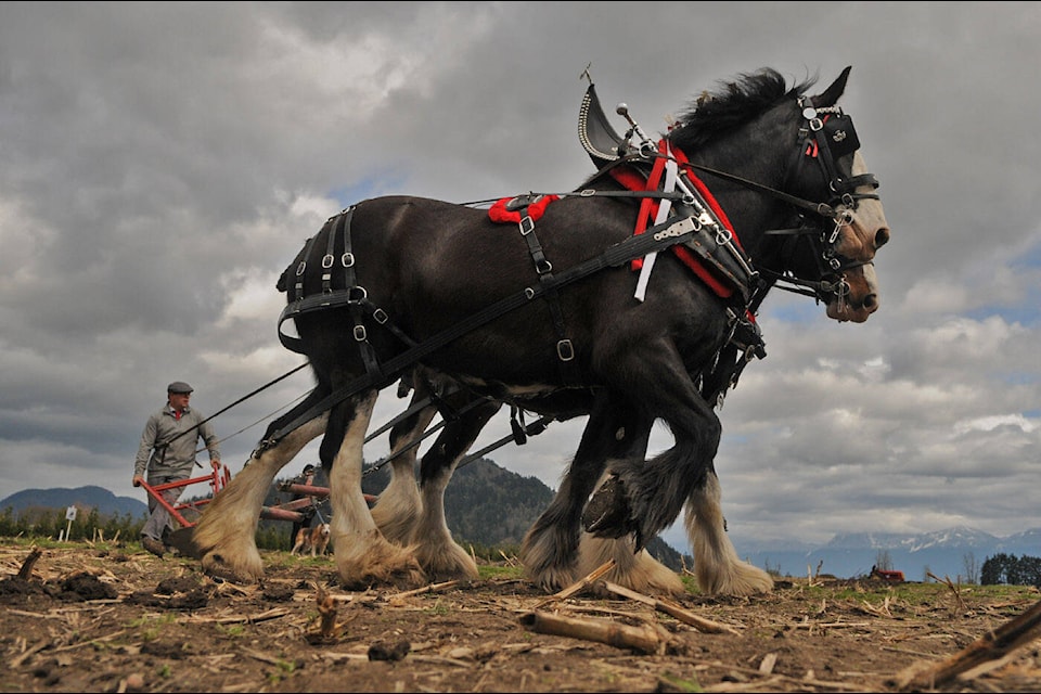 Adam Degenstein turns his horses around while competing in the 100th annual Chilliwack Plowing Match at Greendale Acres in Chilliwack on Saturday, April 2, 2022. (Jenna Hauck/ Chilliwack Progress)