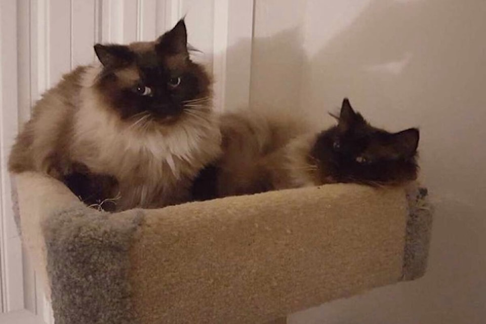 28779981_web1_220412-KCN-Alley-Cats-Pets_1