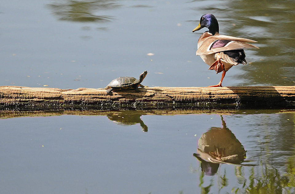 29194520_web1_220520-CPL-Unofficial-holidays-May22to28-Turtle-duck_1