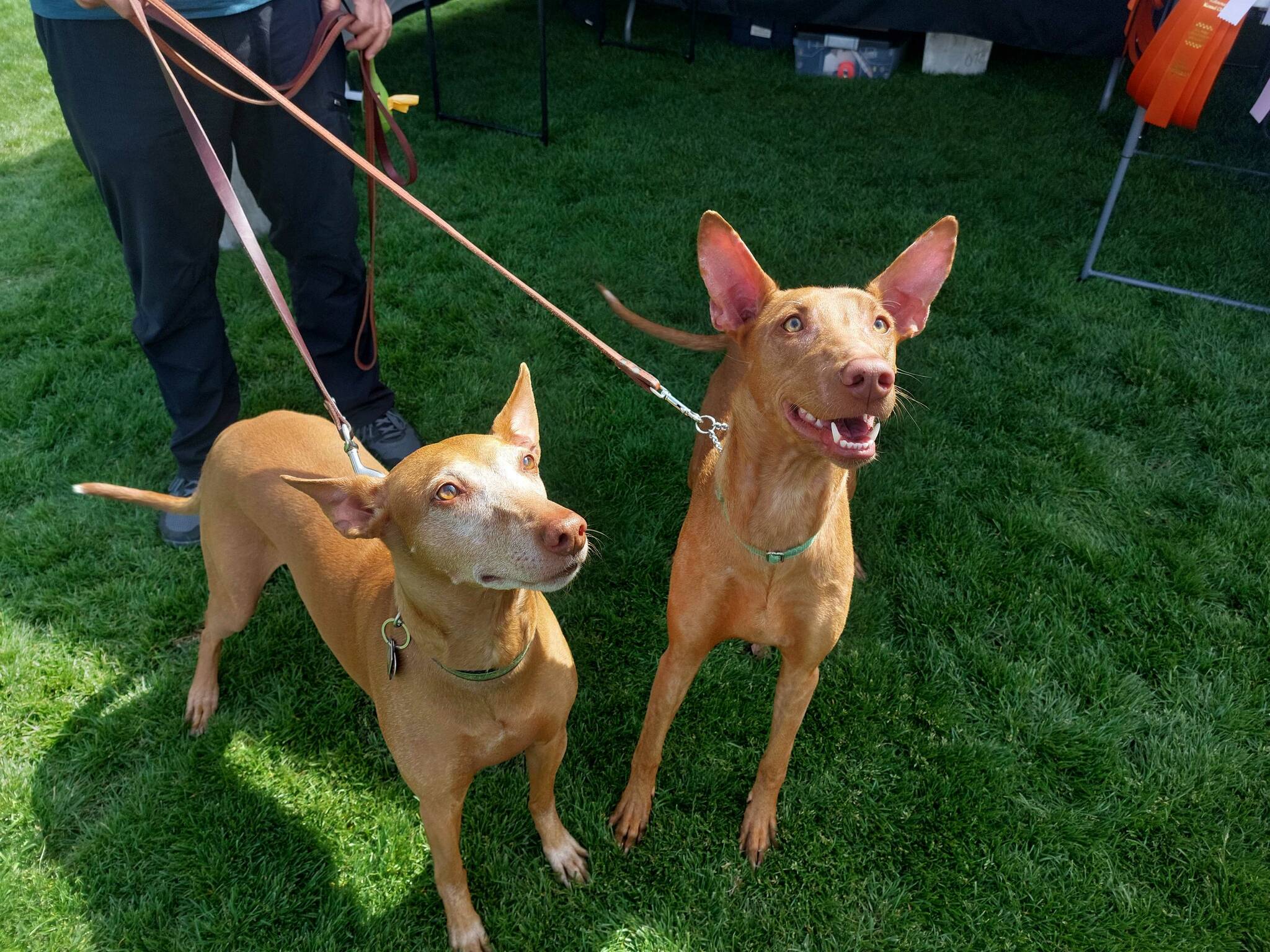 These two herding dogs walk 15kms every day to stay fit (Jacqueline Gelineau/Capital News)