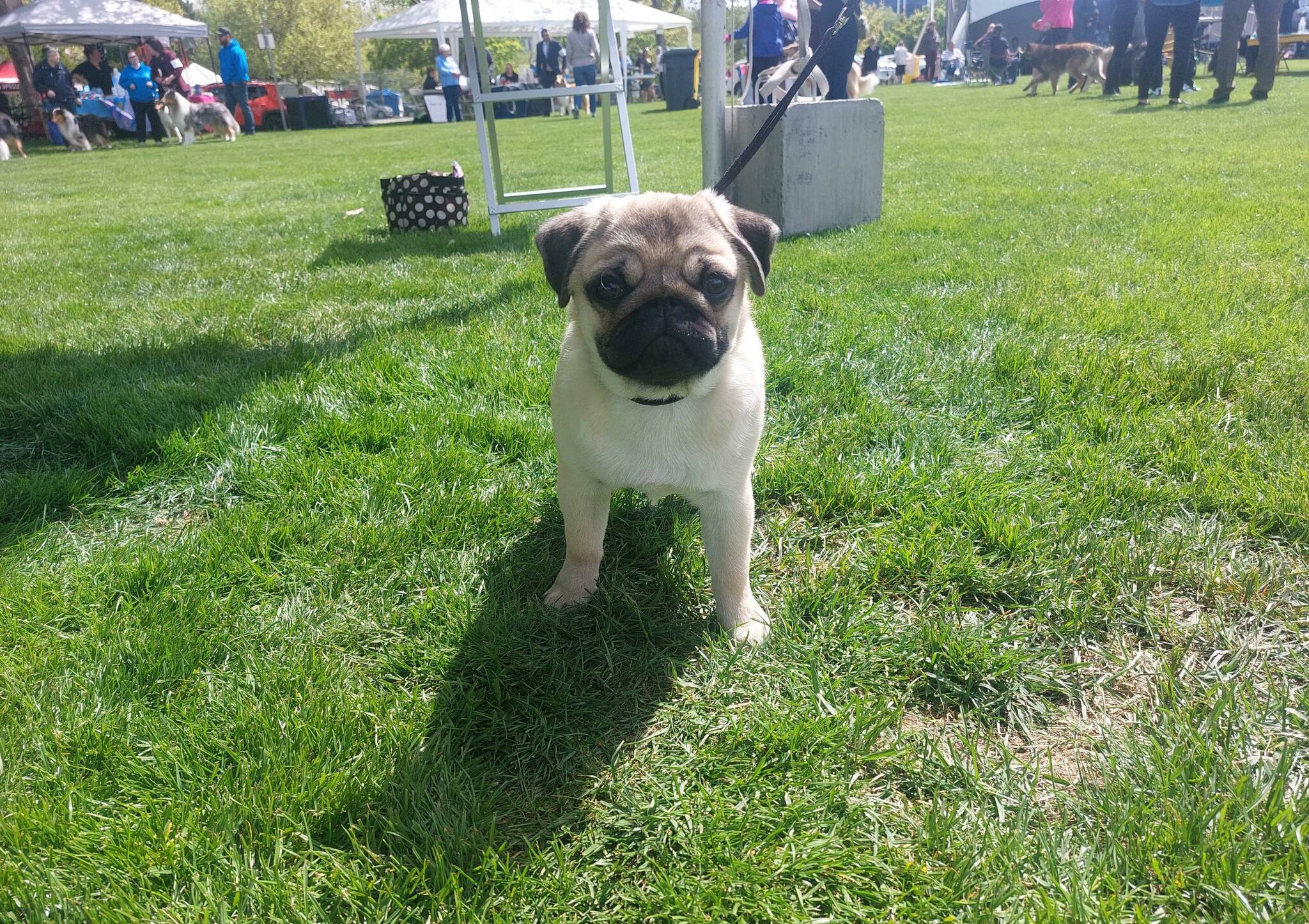 This tiny man was the youngest competitor at the show at only four months old (Jacqueline Gelineau/Capital News)