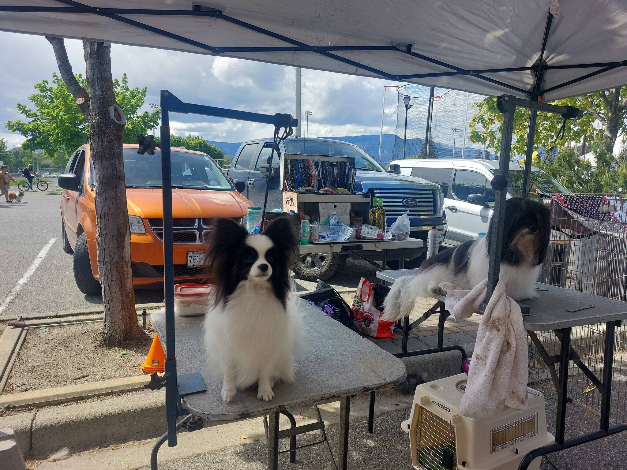 These pups love to be pampered (Jacqueline Gelineau/Capital News)