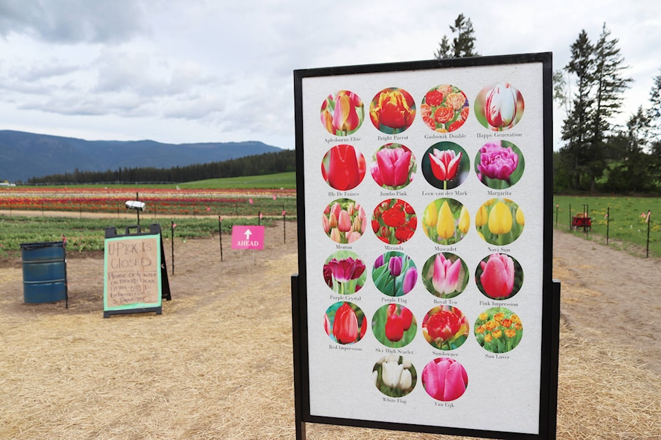 There are more than 20 varieties of tulips at the first annual Tulip Festival in Armstrong-Spallumcheen. (Brendan Shykora - Morning Star)