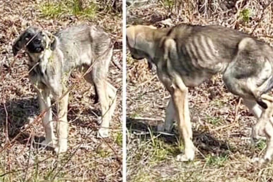 29381471_web1_220610-SAA-Shuswap-Paws-starving-dog_2