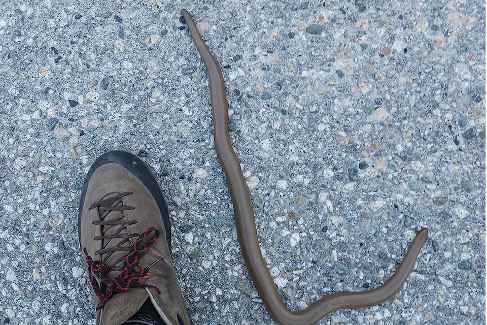 Steve Zed got to see a rubber boa up close on Green Mountain Road. (Facebook)