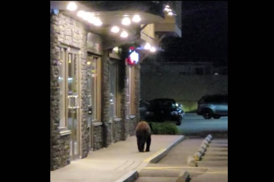 29550694_web1_220623-WEK-bear-spotted-near-walmart_1